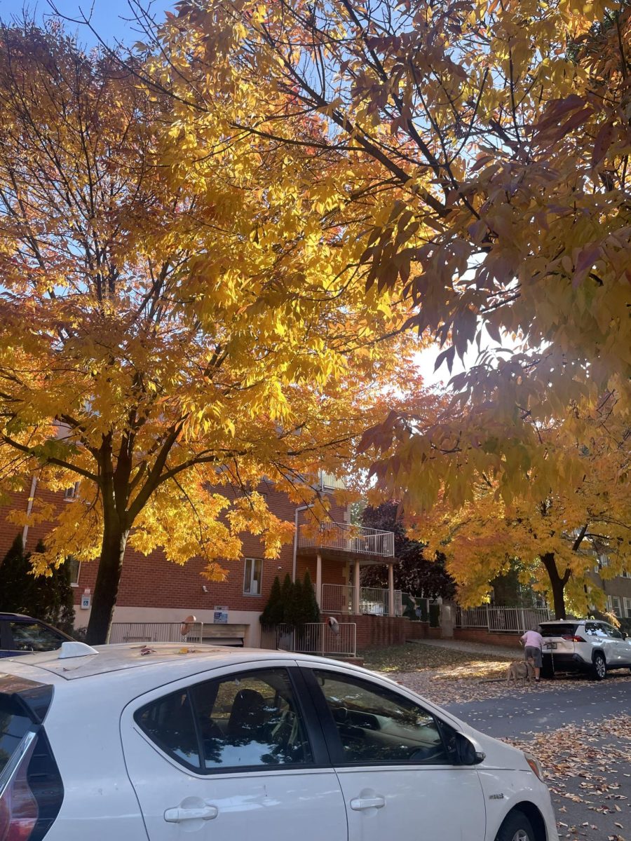 Autumn at Underbridge Dog Run, Forest Hills